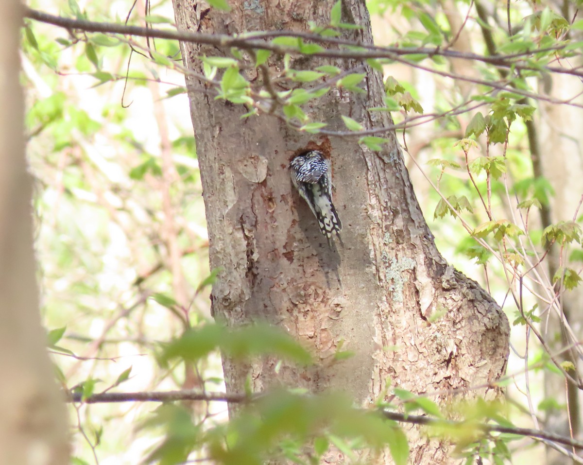 Yellow-bellied Sapsucker - ML446714621