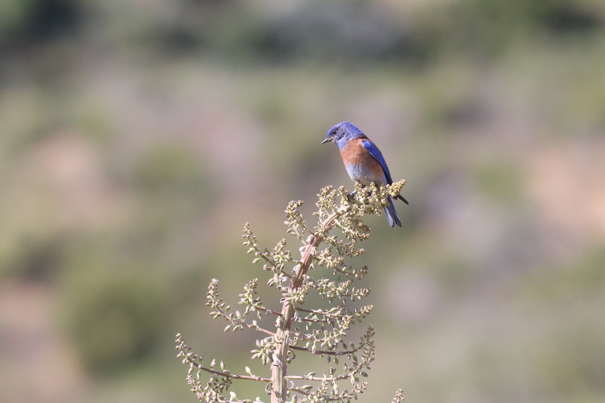 Western Bluebird - Ryan Terrill