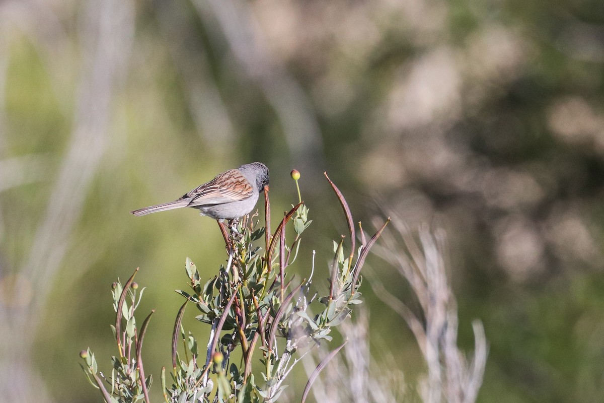 Black-chinned Sparrow - ML446714861