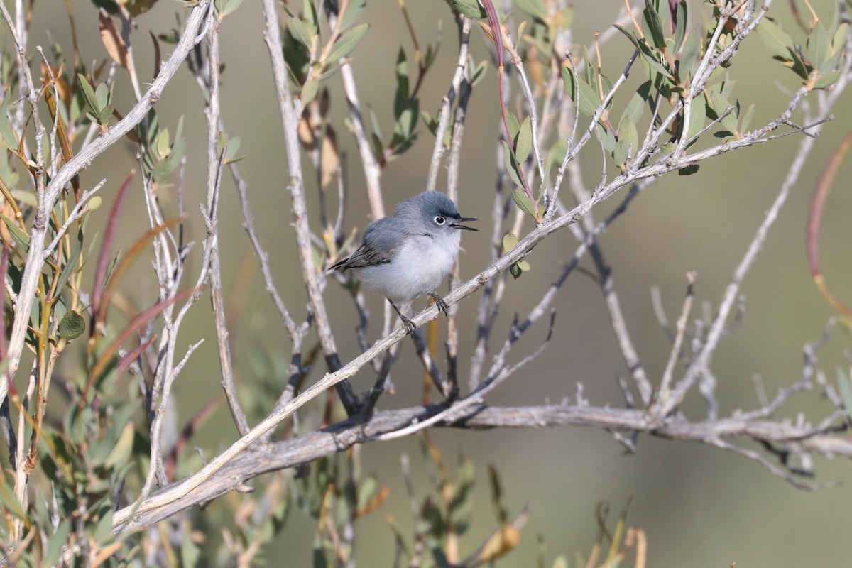 Blue-gray Gnatcatcher - Ryan Terrill