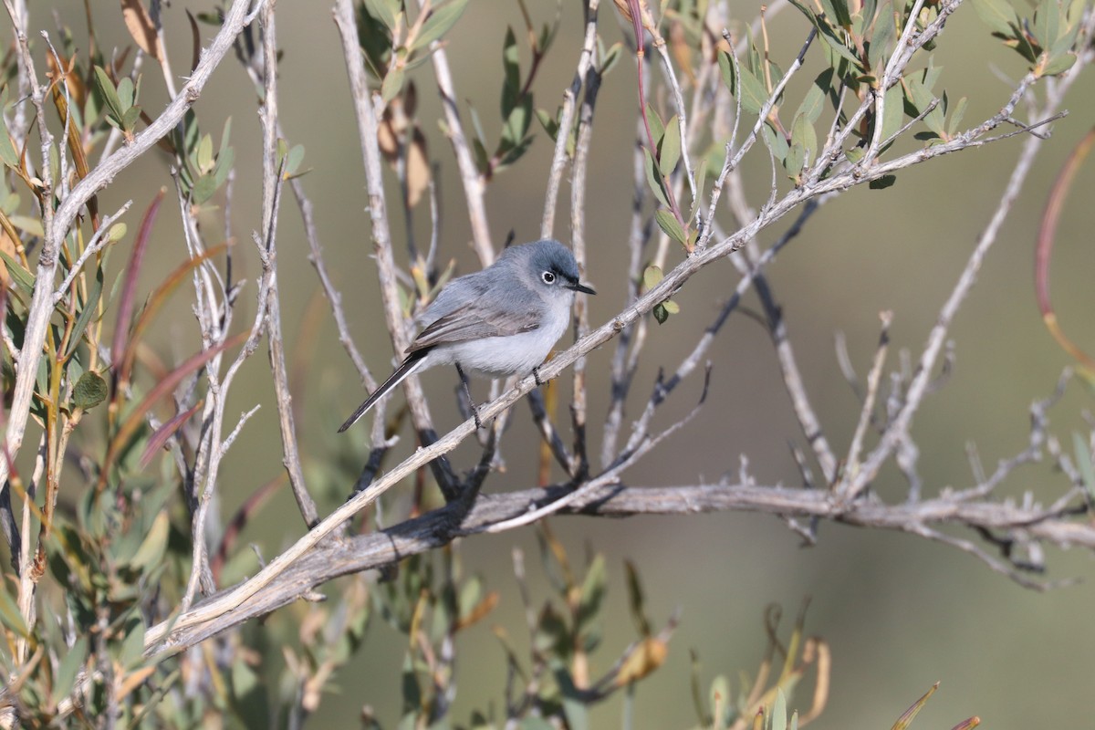 Gobemoucheron gris-bleu - ML446715071