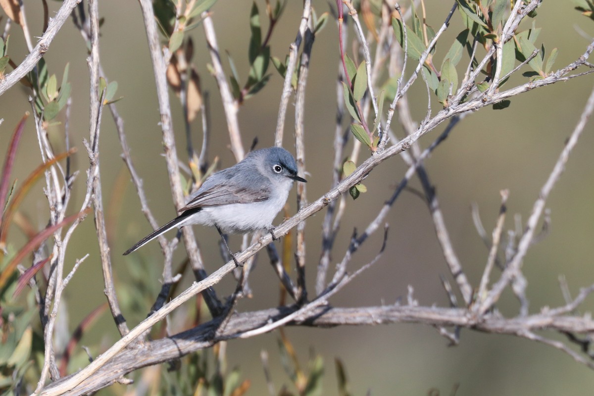 ברחשית כחלחלה - ML446715091