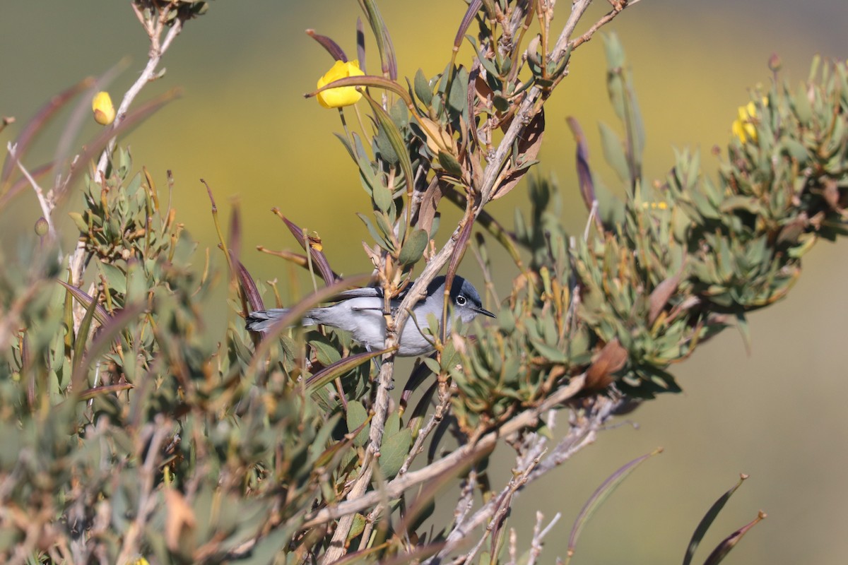 Blue-gray Gnatcatcher - ML446715151