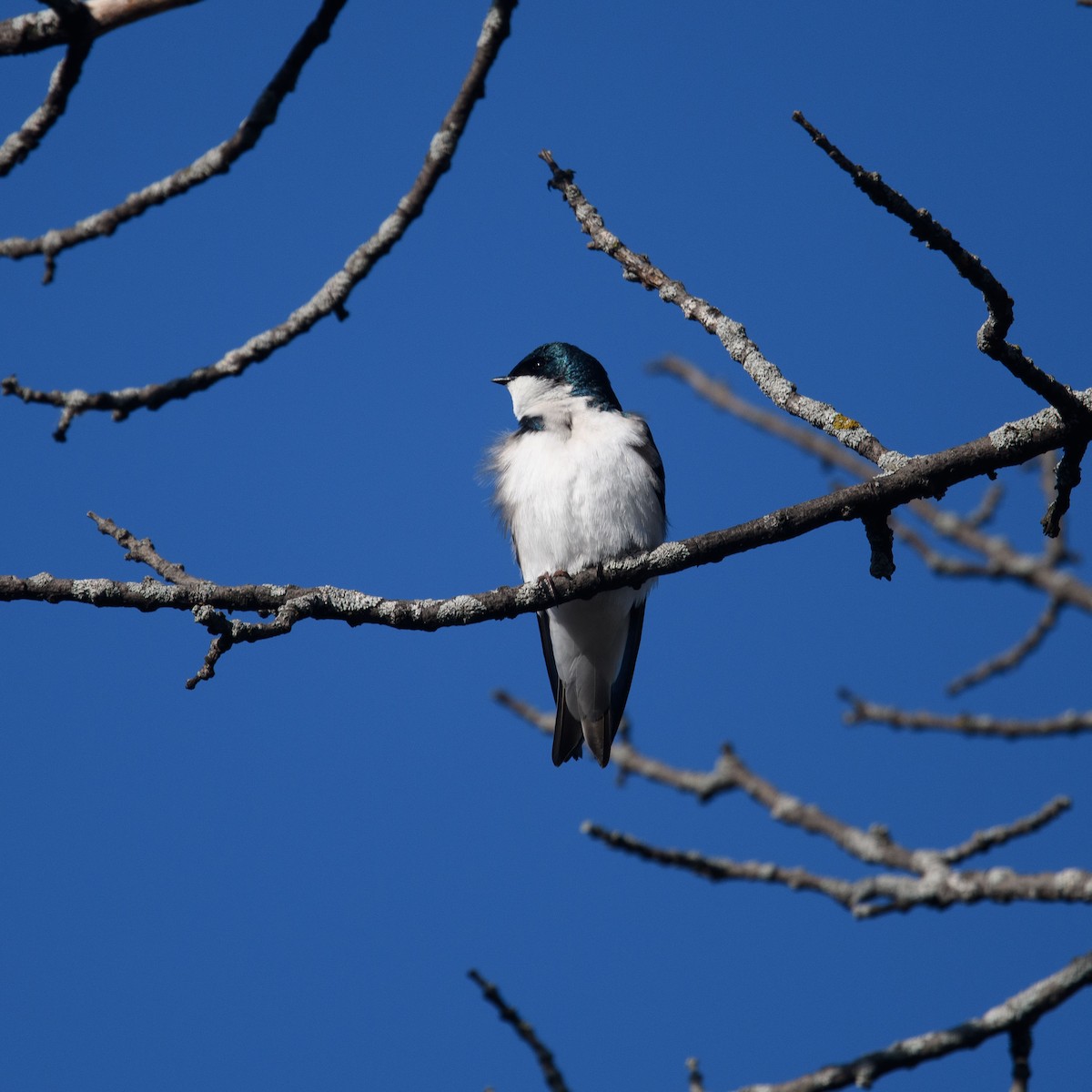 Tree Swallow - ML446715491