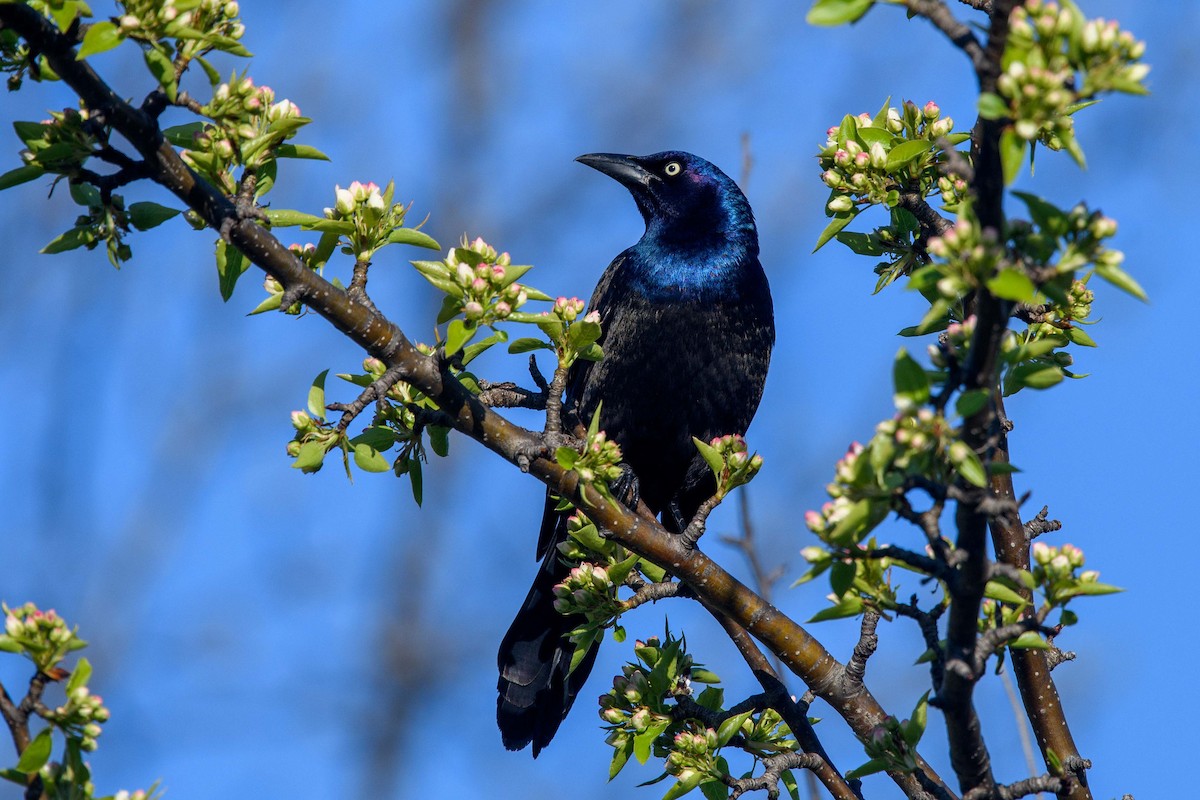 Common Grackle - ML446715671