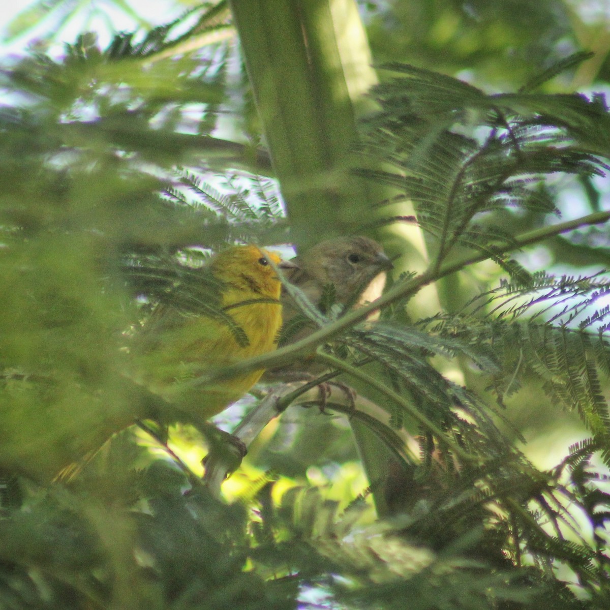 Saffron Finch - ML446716891