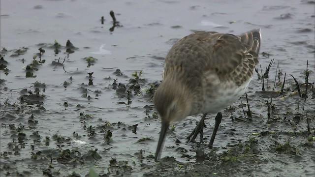 Dunlin - ML446718