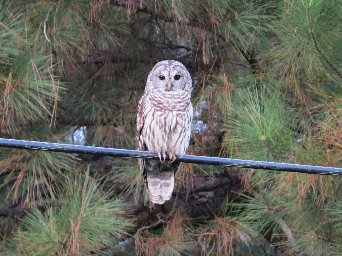 Barred Owl - ML44671821