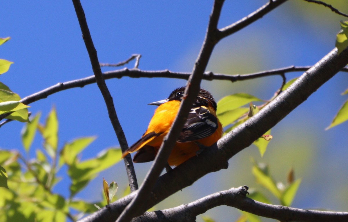 Baltimore Oriole - ML446720381