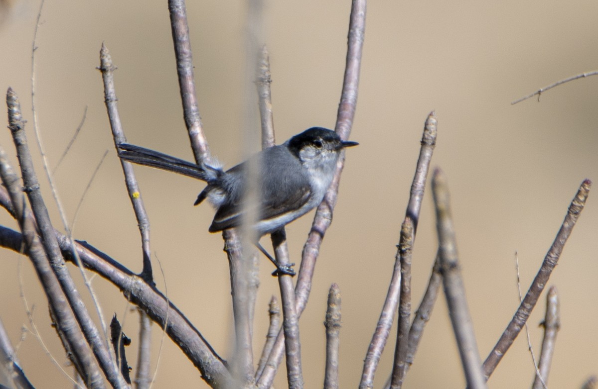 Tropical Gnatcatcher (Marañon) - ML446724231