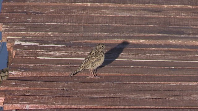 Hellmayr's Pipit - ML446727361