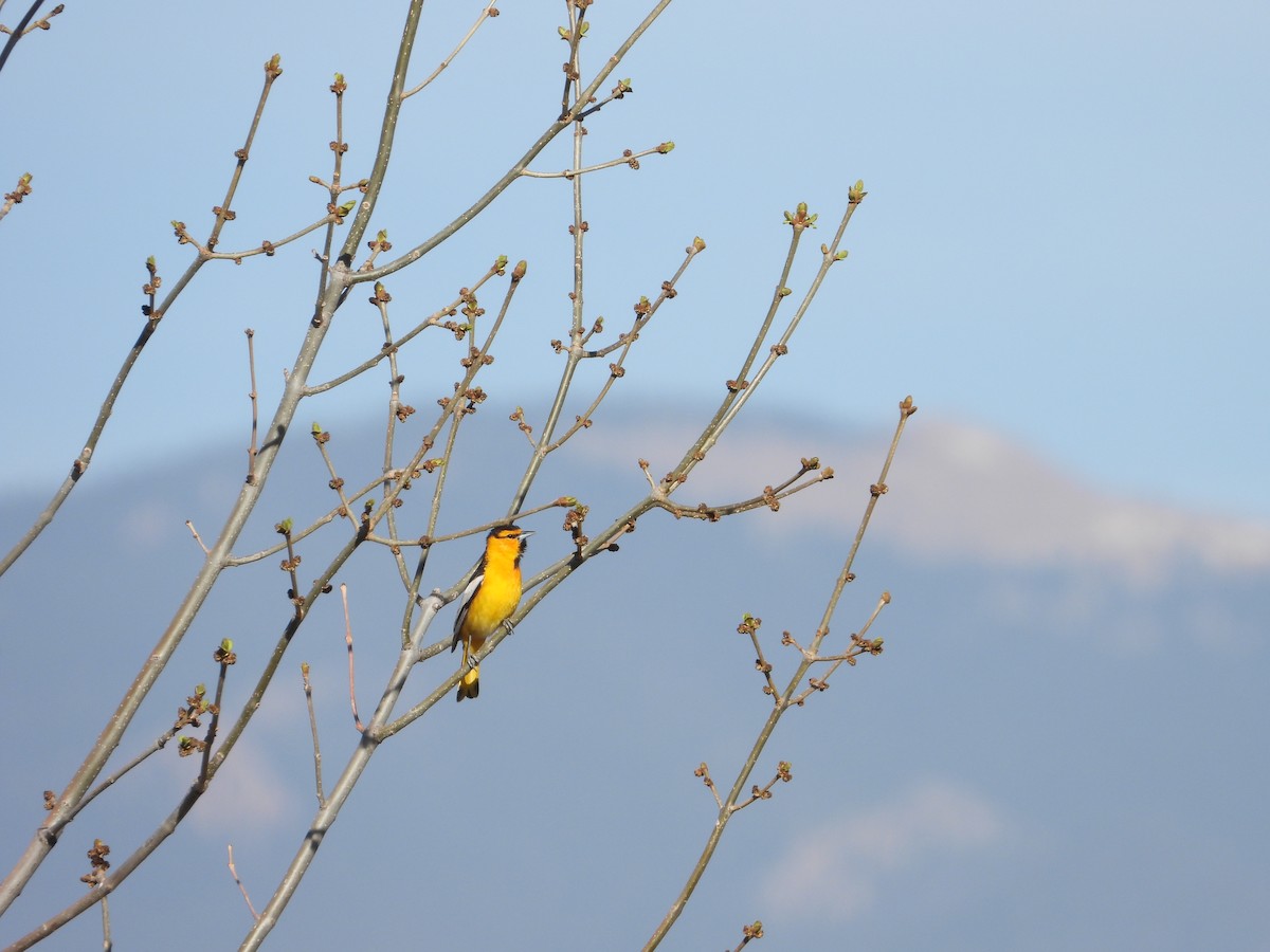 Oriole de Bullock - ML446727441