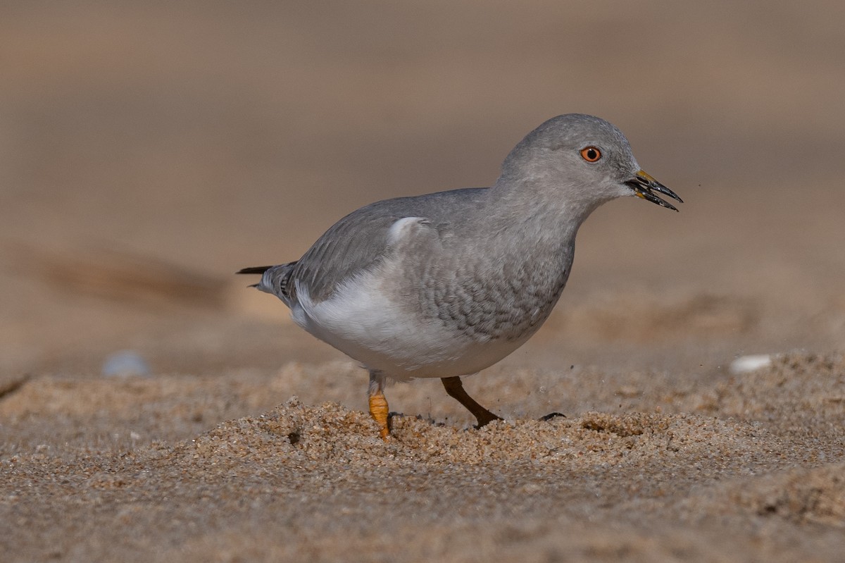 Magellanic Plover - ML446727741