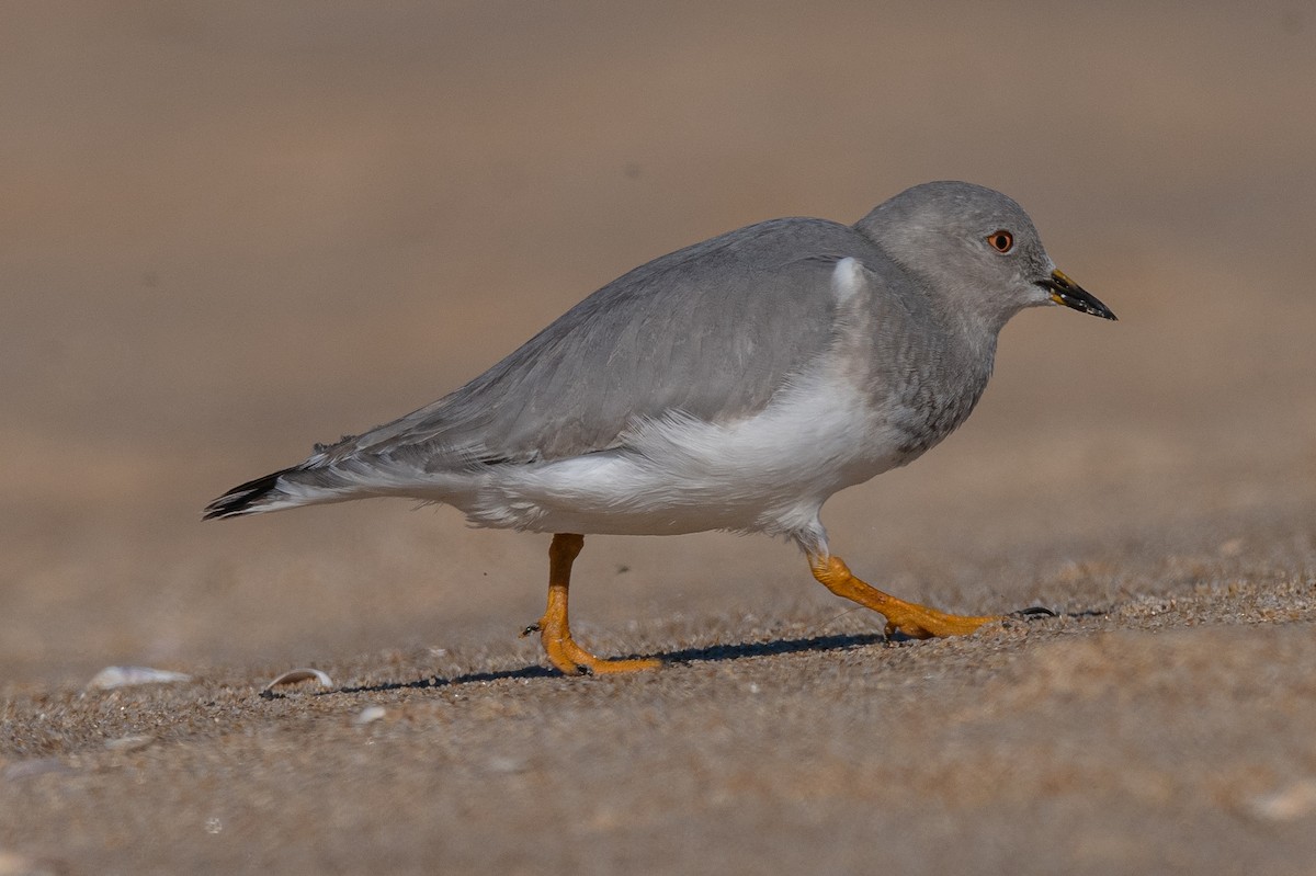 Magellanic Plover - ML446727781