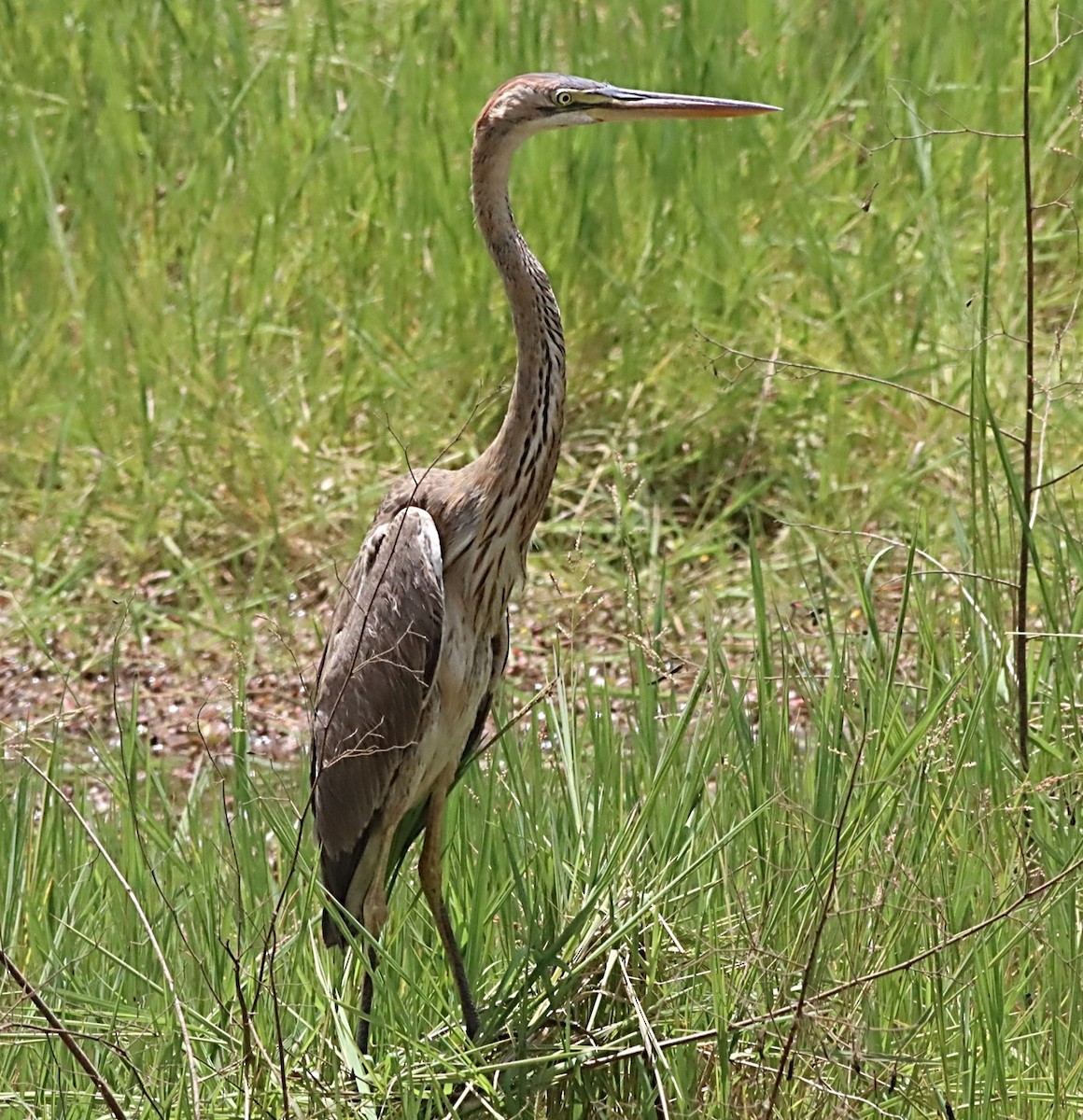 Purple Heron - ML446727981