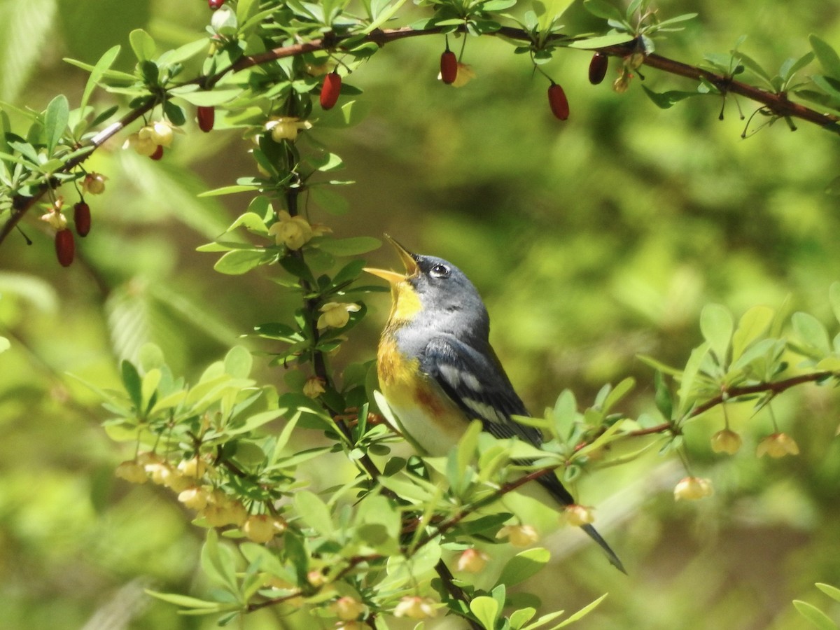 Parula Norteña - ML446729201