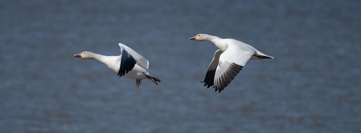 Snow Goose - ML446729371