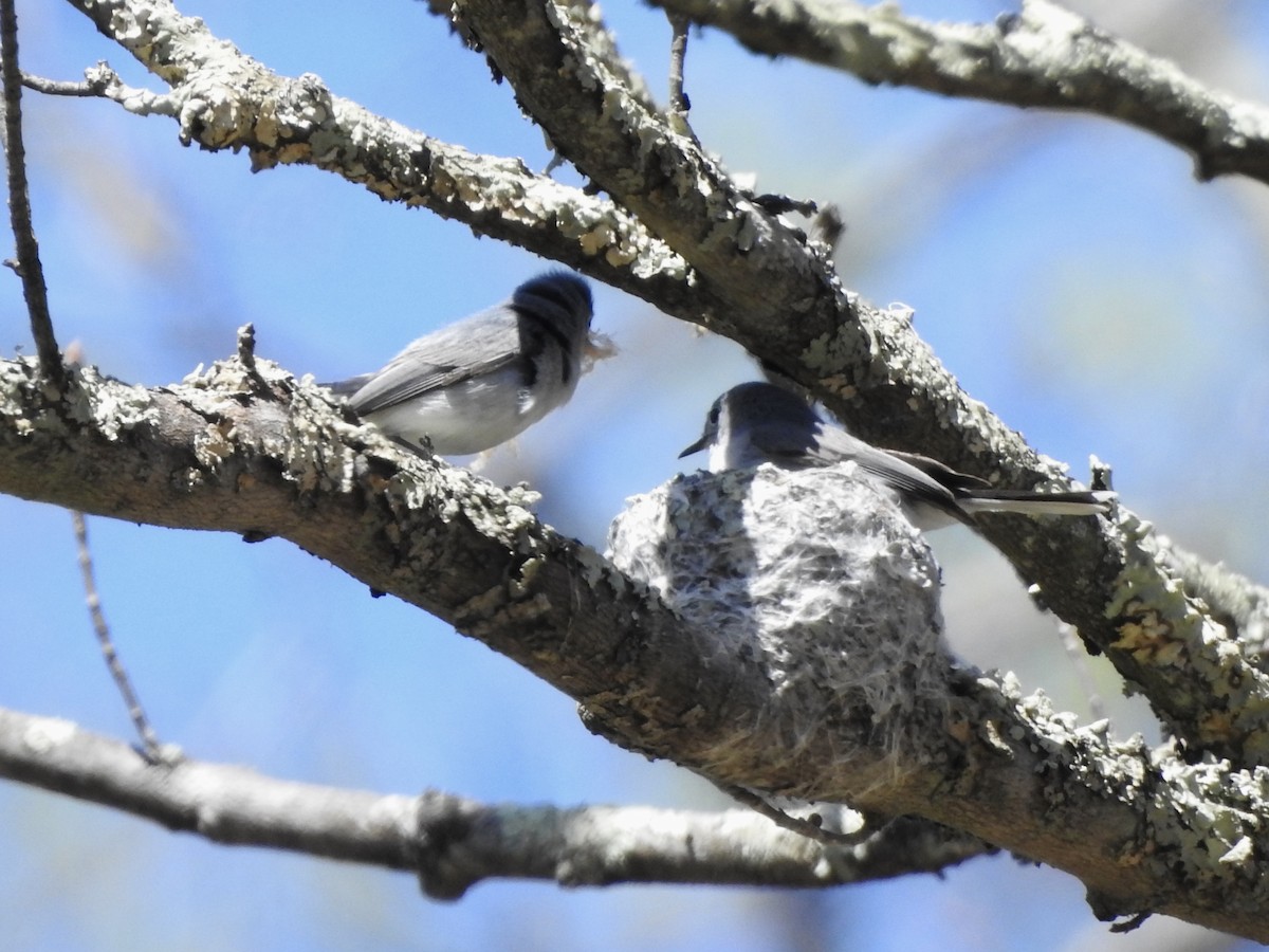 Blue-gray Gnatcatcher - ML446729441