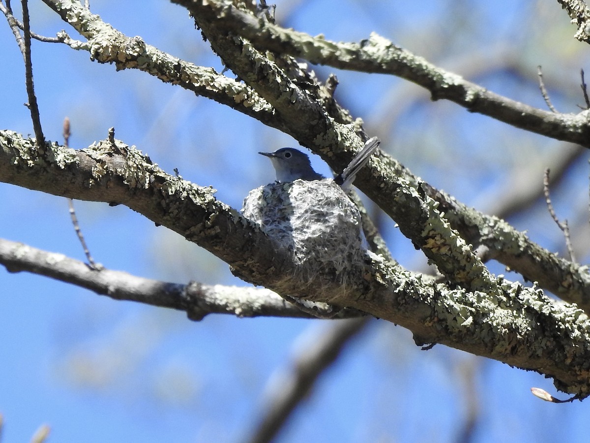 Blue-gray Gnatcatcher - ML446729451