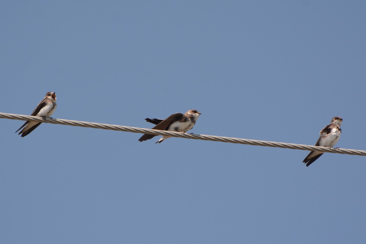 Bank Swallow - ML446733291