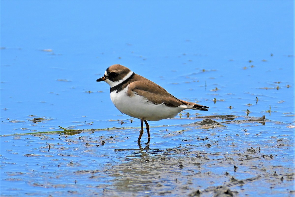 Semipalmated Plover - ML446733741