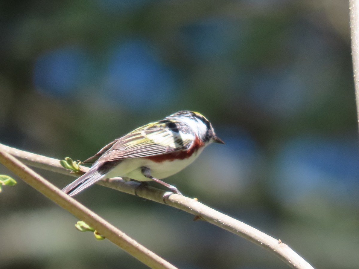 Chestnut-sided Warbler - ML446734081