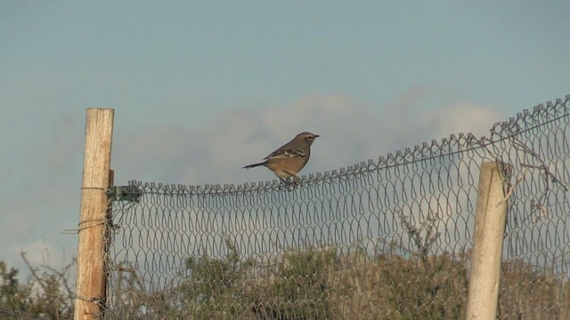 Patagonian Mockingbird - ML446735111