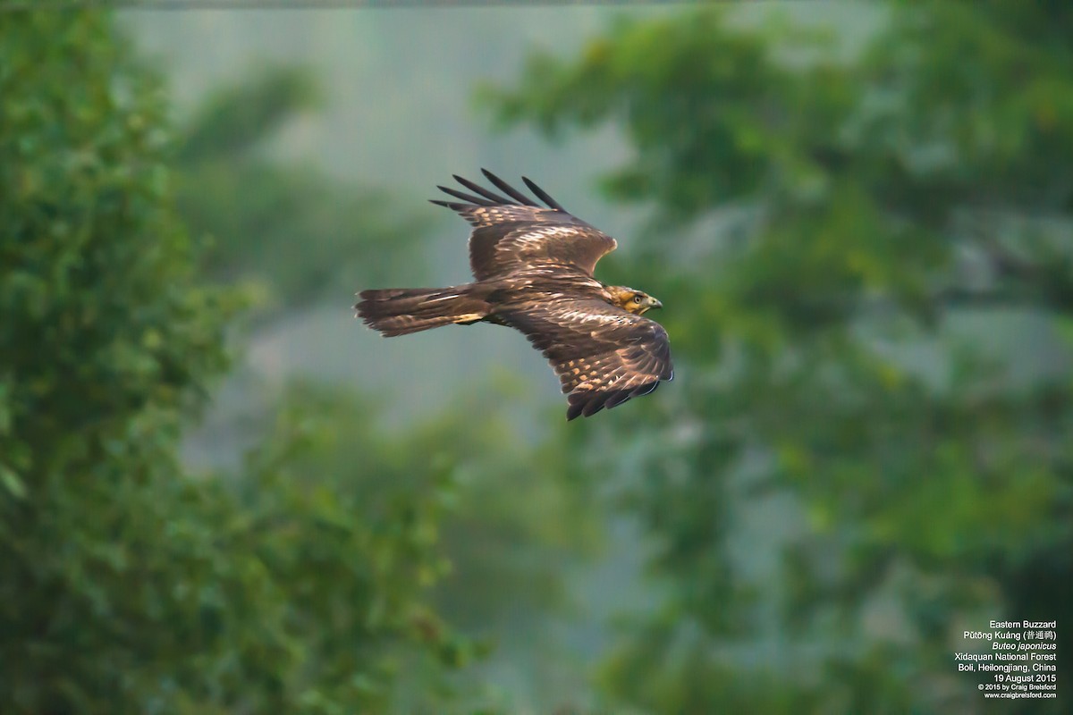 Eastern Buzzard - ML44673591