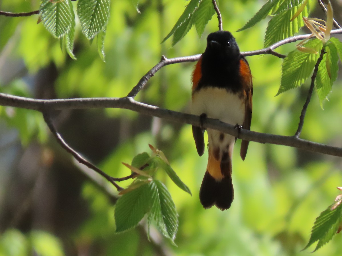 American Redstart - ML446737121