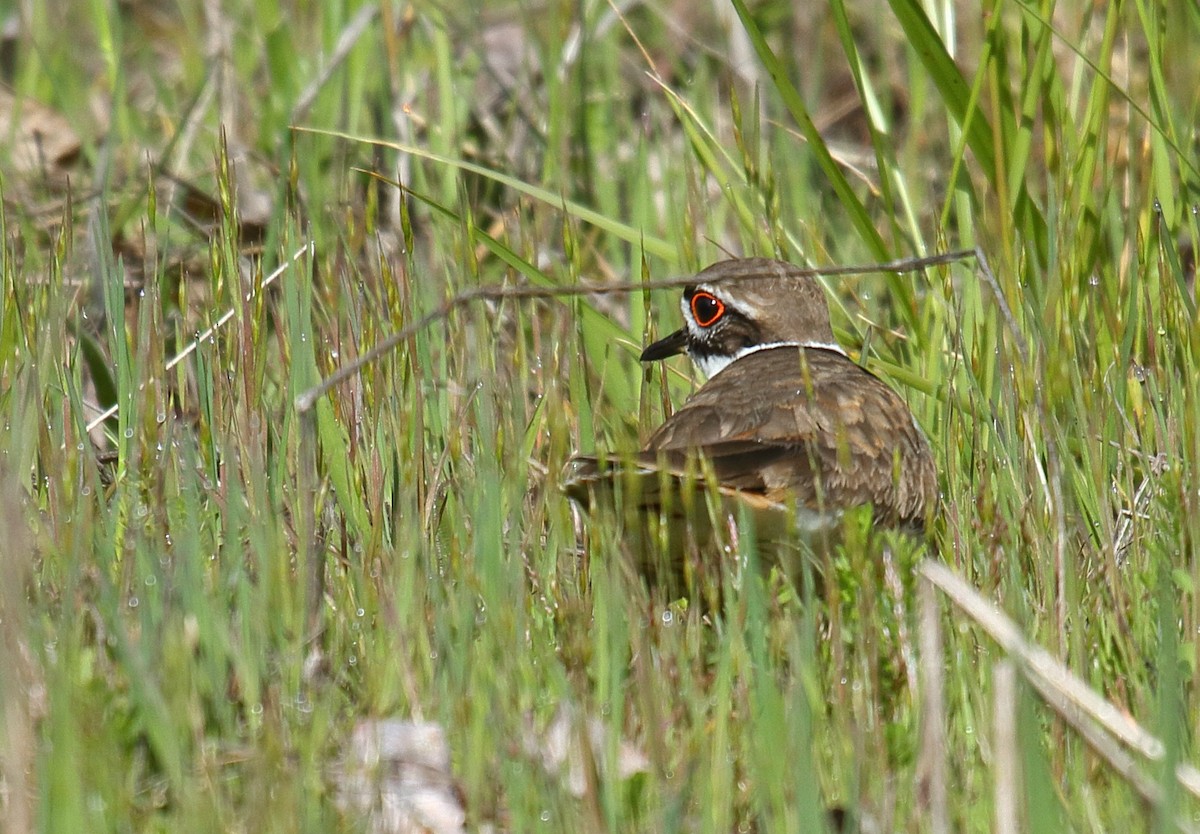 Killdeer - ML446738521