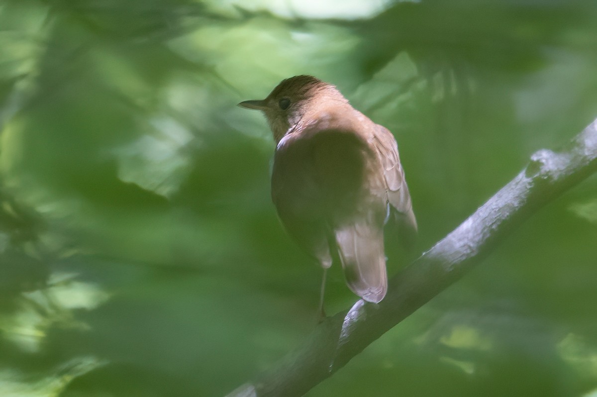 Veery - ML446740821