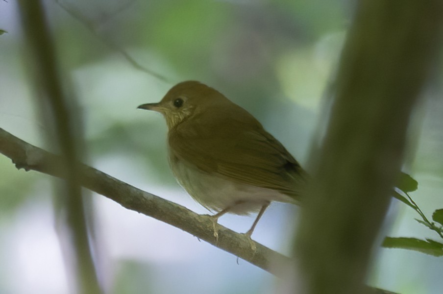 Veery - ML446741391