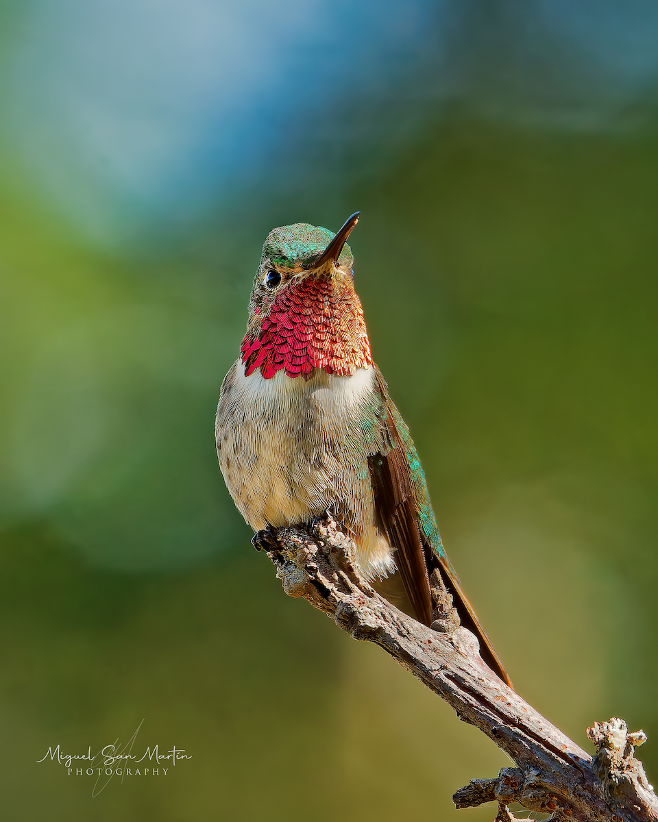 Colibri à queue large - ML446741551