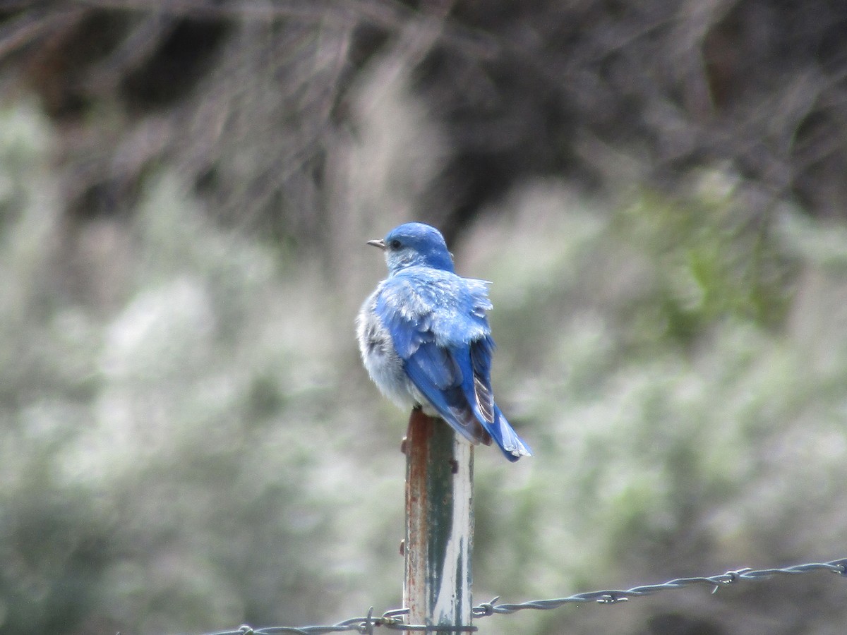 Mountain Bluebird - ML446742121