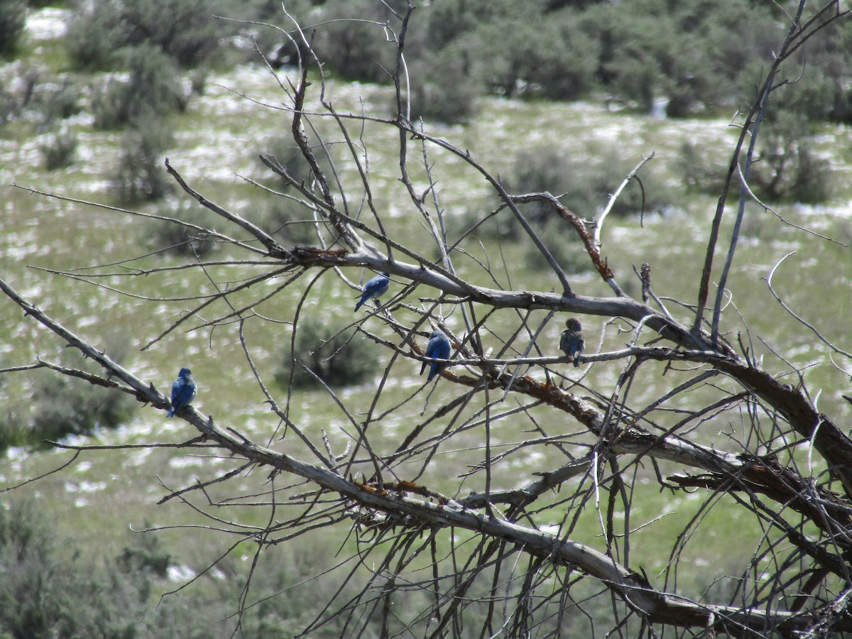 Mountain Bluebird - ML446742441