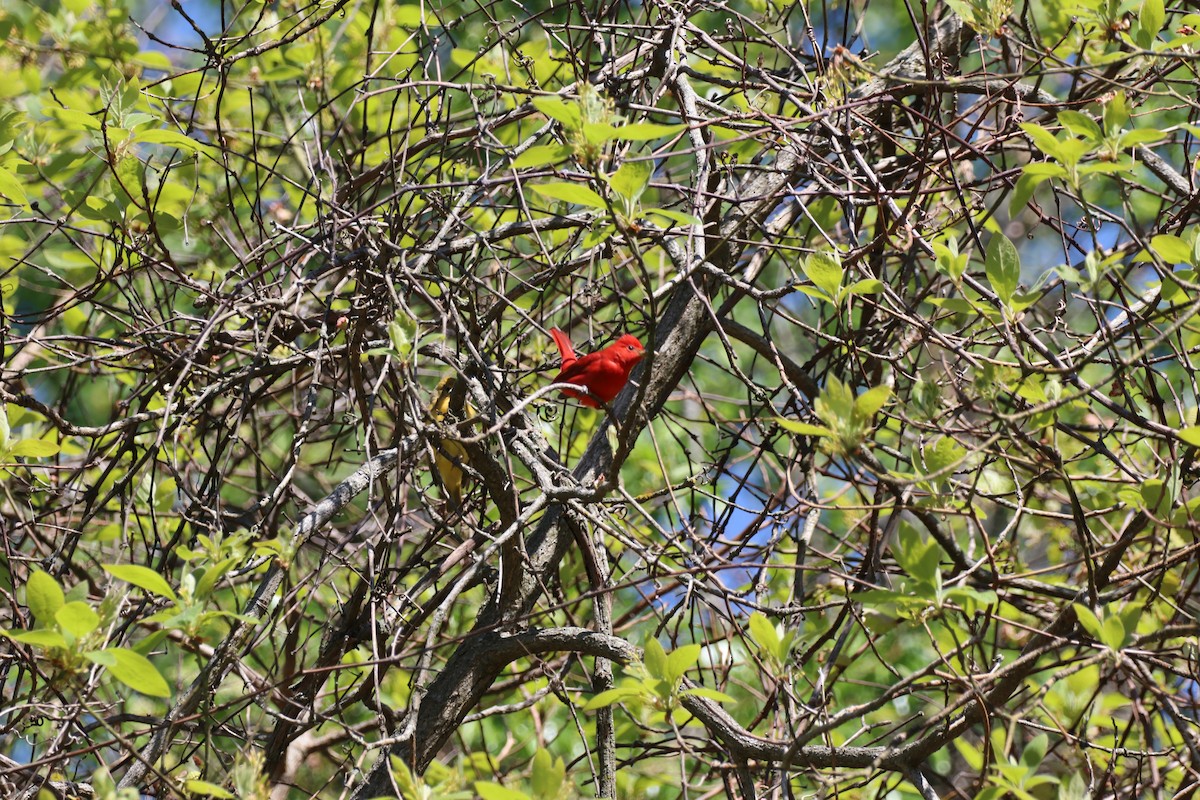 Summer Tanager - Chris Machulski