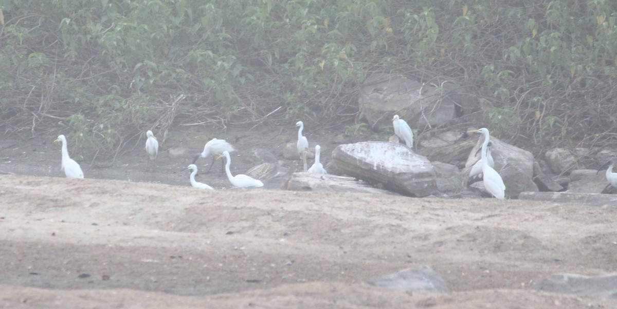 Black-headed Ibis - Shanmugam Kalidass