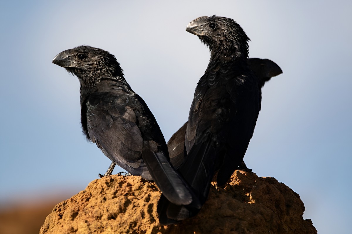 Smooth-billed Ani - ML446745341