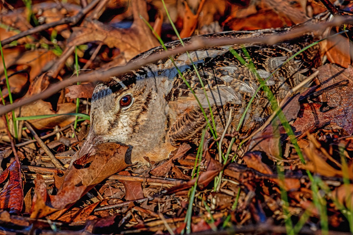 American Woodcock - ML446745921