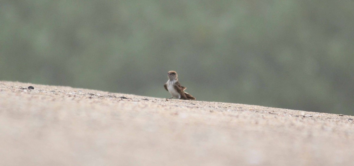 Streak-throated Swallow - ML44674631