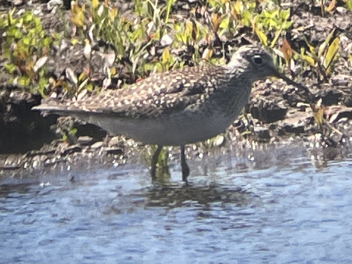 Solitary Sandpiper - ML446747951