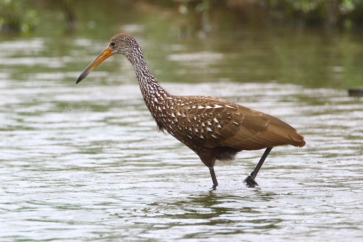 Limpkin - Terry Mitchell