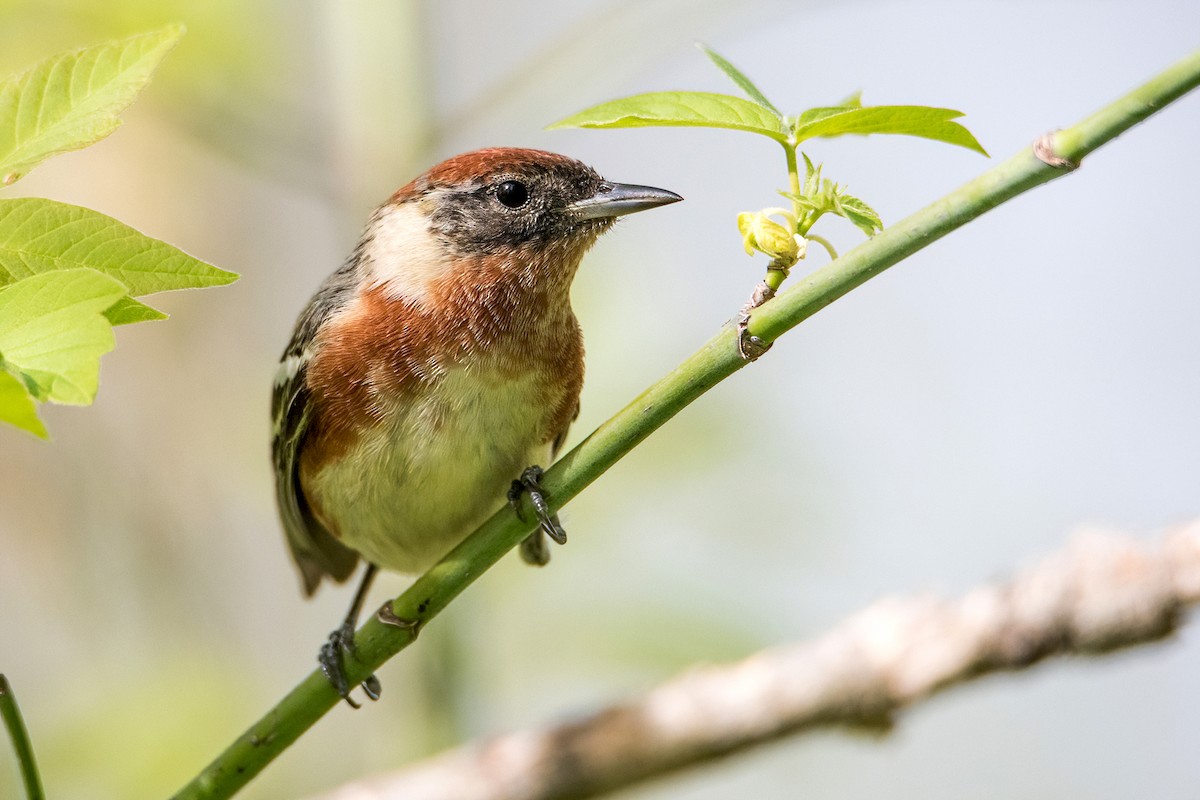 Bay-breasted Warbler - Sue Barth