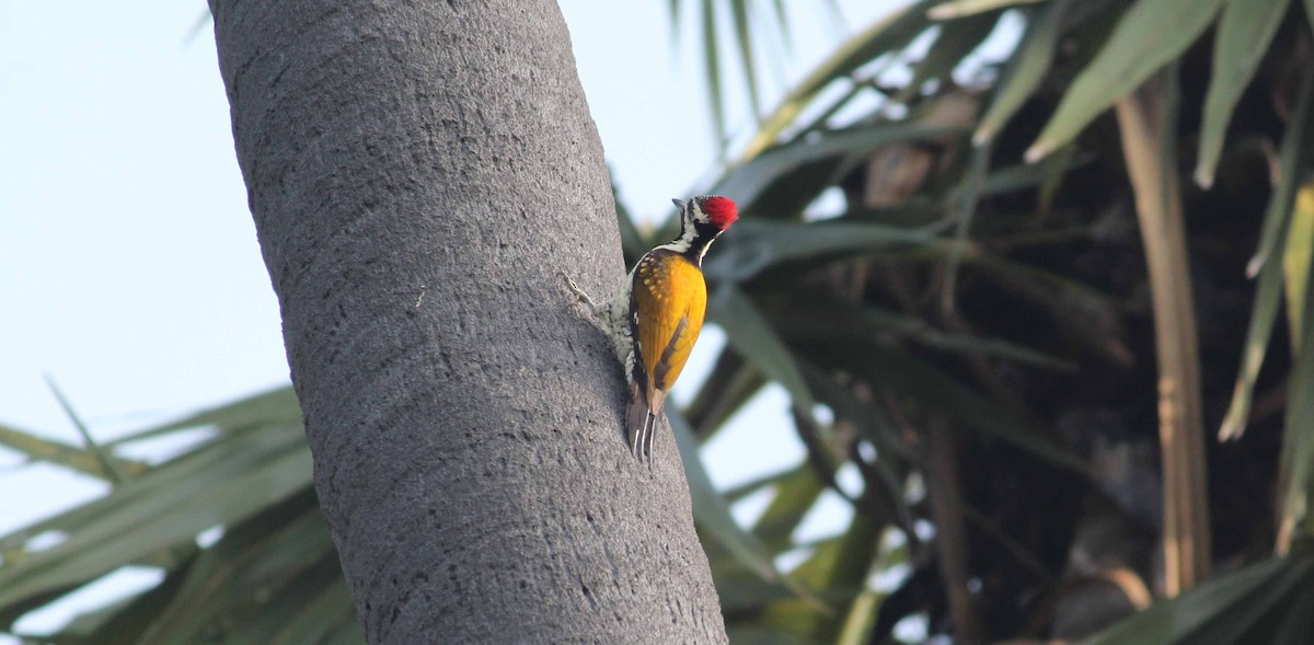 Black-rumped Flameback - ML44674971