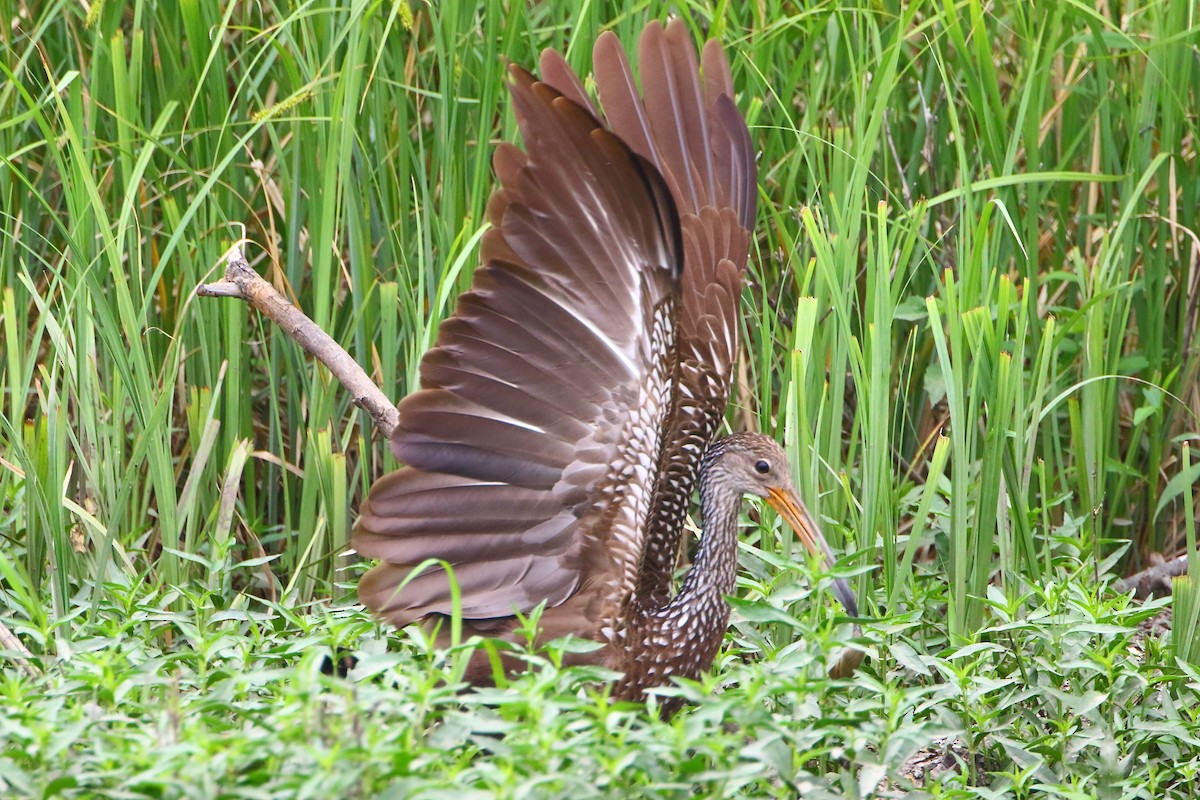 Limpkin - Terry Mitchell