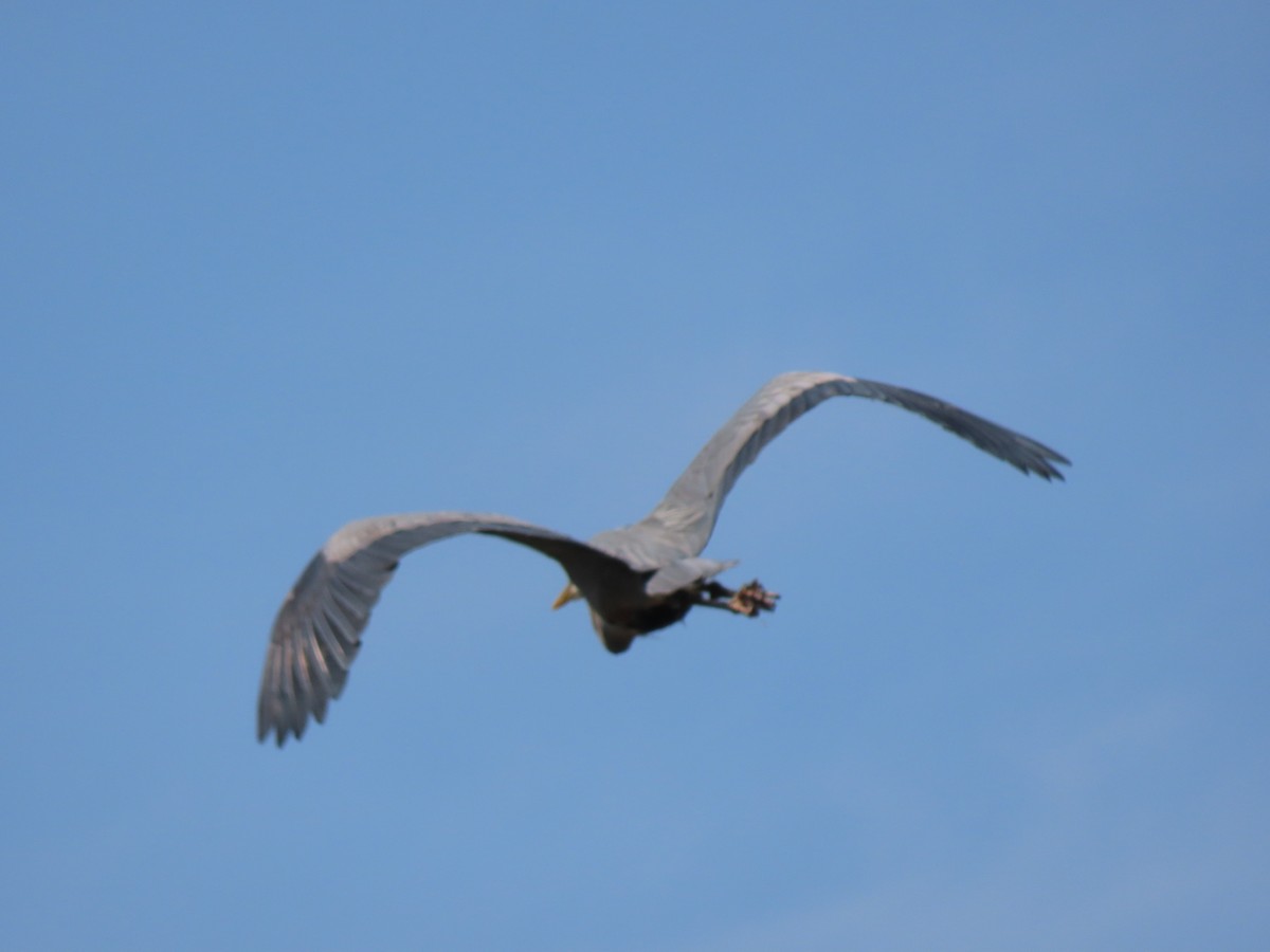 Great Blue Heron (Great Blue) - Doug Kibbe