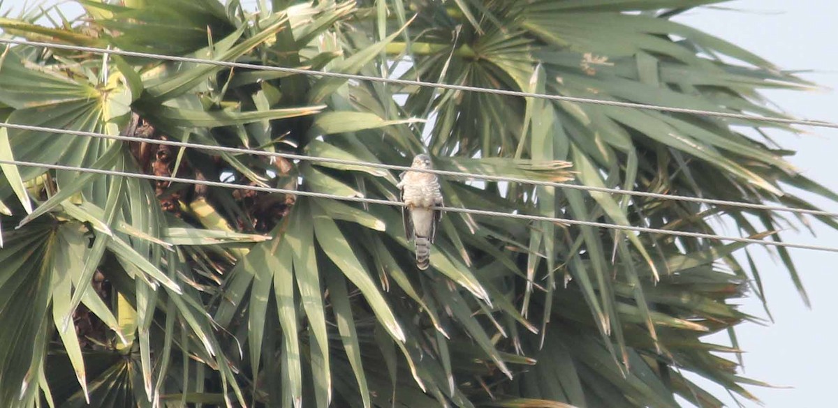 Common Hawk-Cuckoo - ML44674991