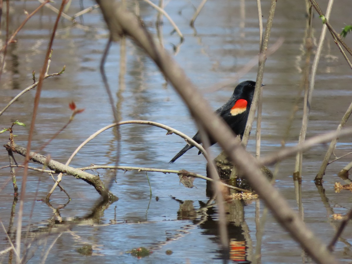 Red-winged Blackbird (Red-winged) - ML446750021