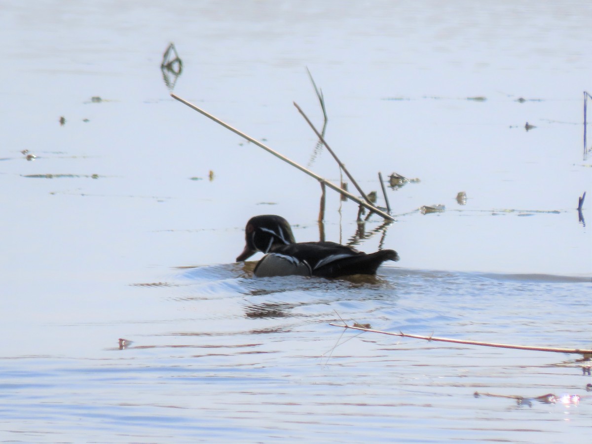 Wood Duck - Doug Kibbe