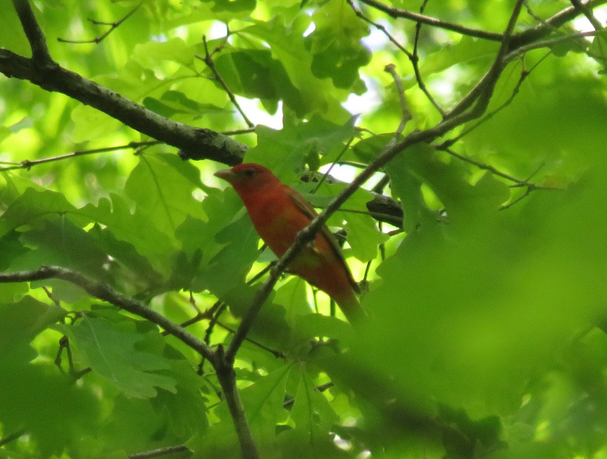 Summer Tanager - ML446751821